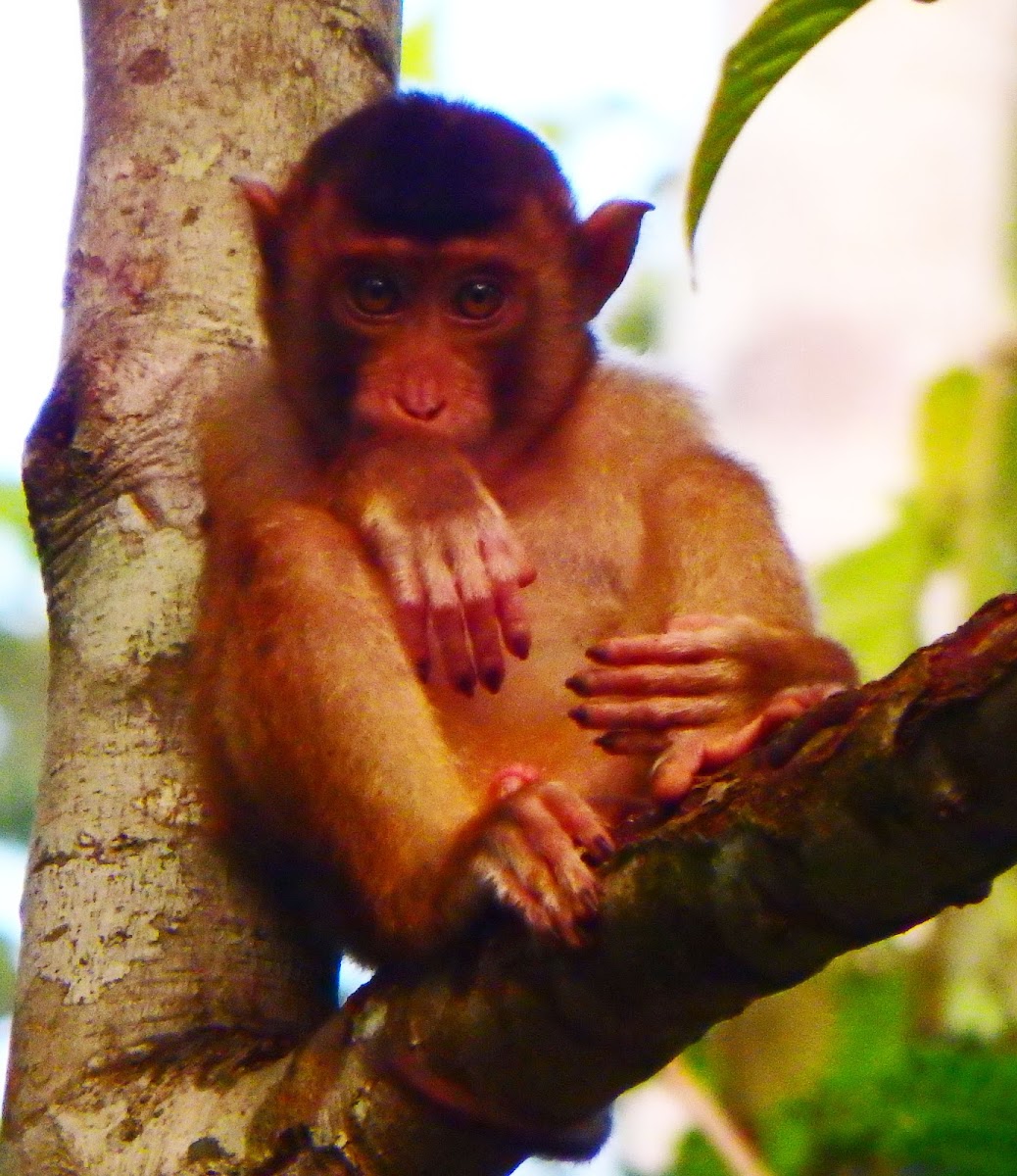 Southern Pig-Tailed macaque