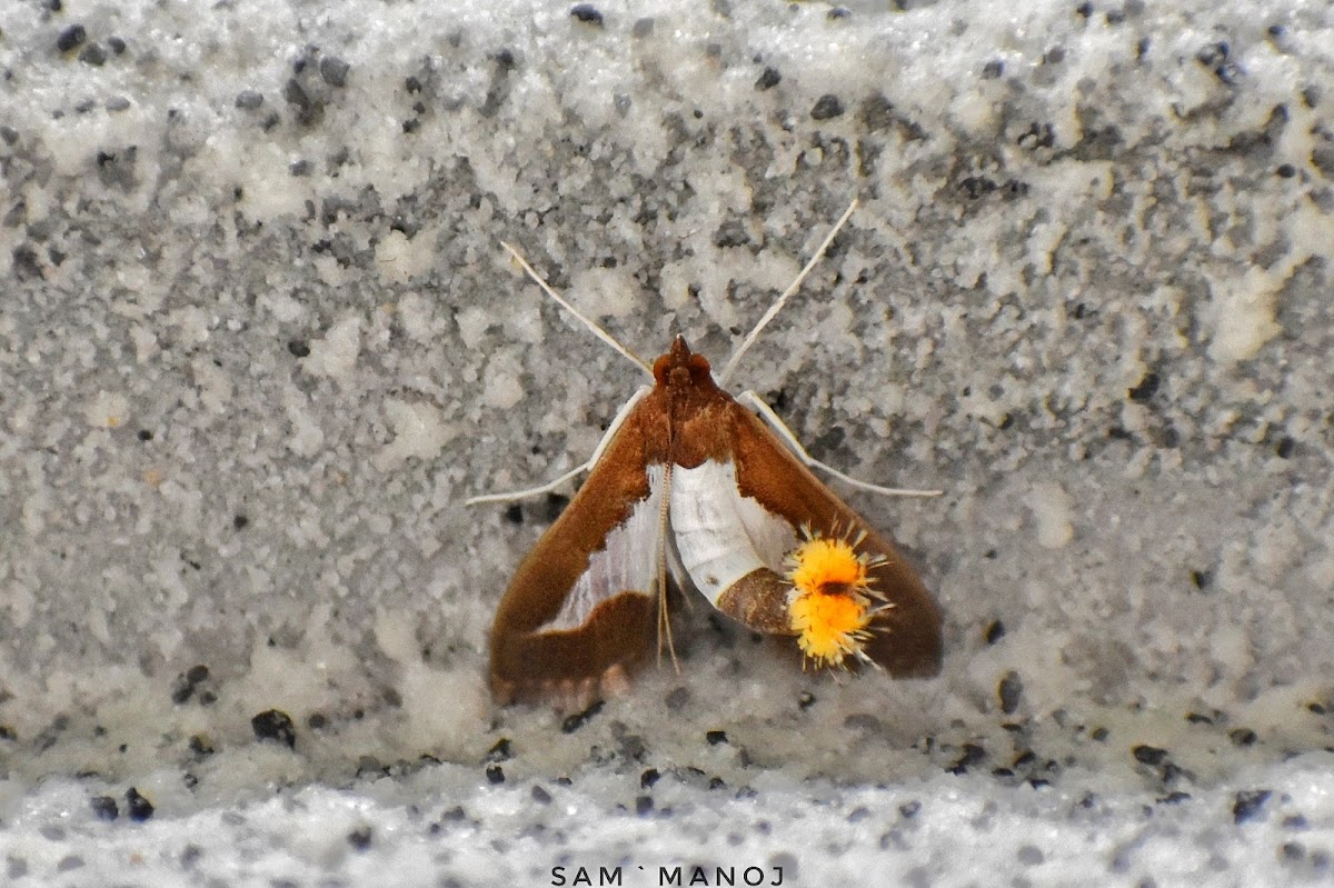 Cucumber Moth