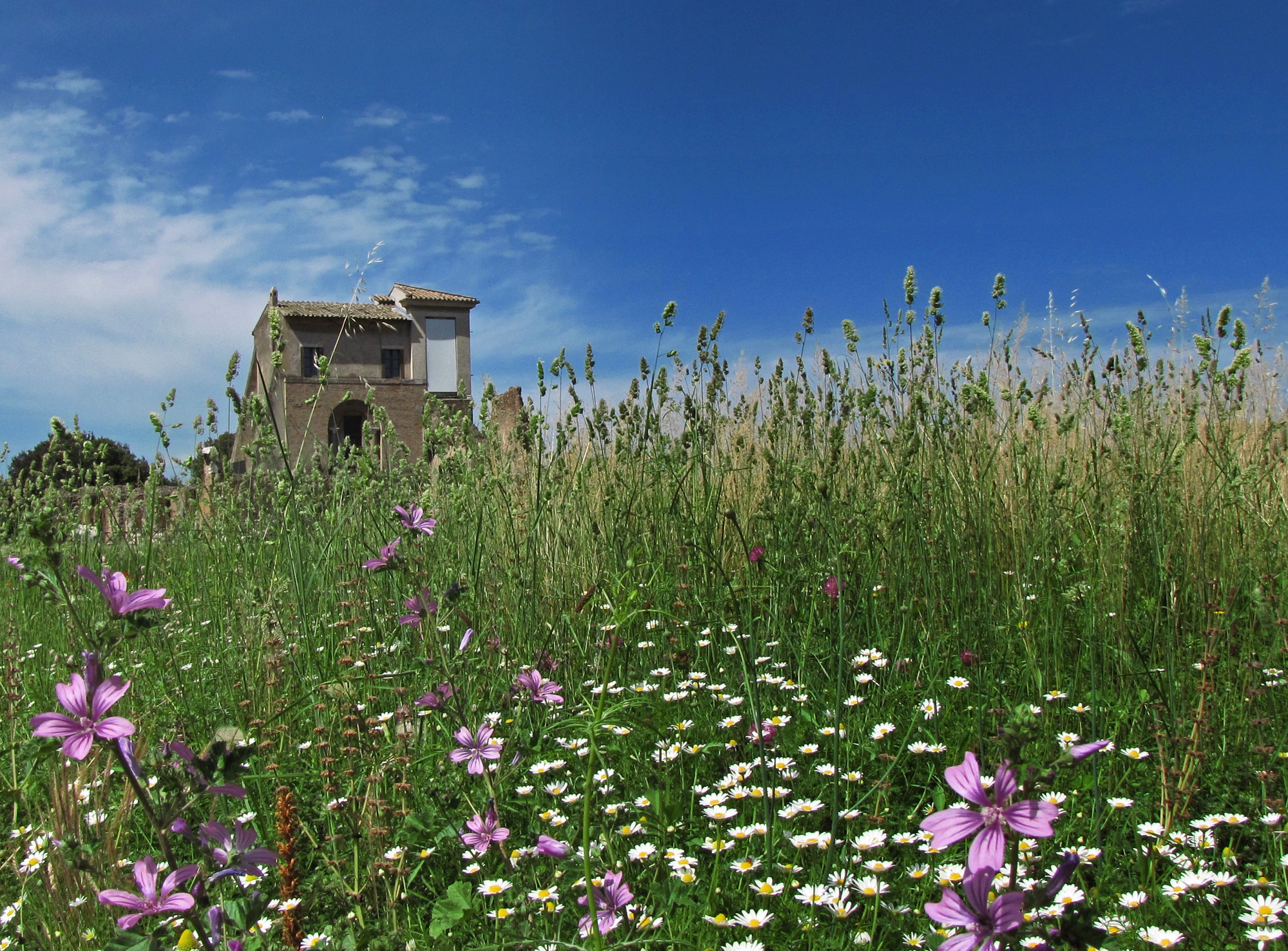 L' estate e i suoi colori di romano