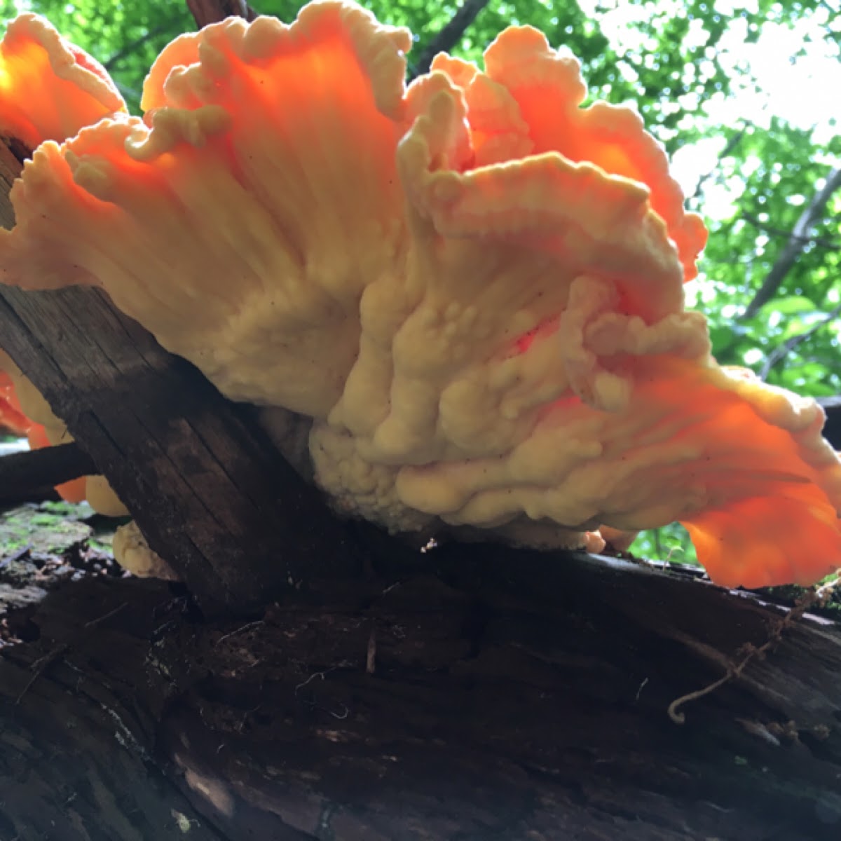 Chicken-of-the-woods mushroom