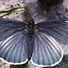 Mariposa