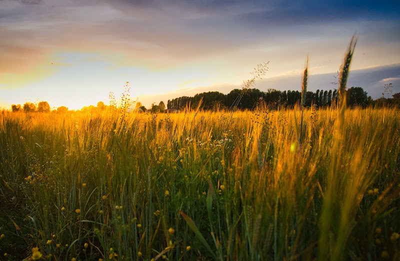 Golden field di M.Faini