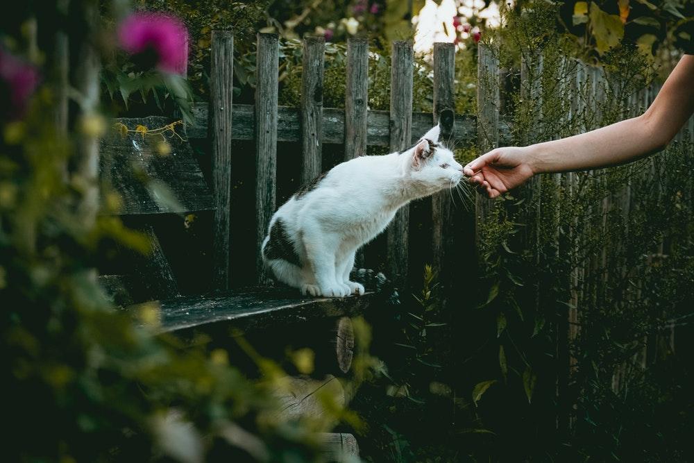 short-fur white cat on black bench near plant