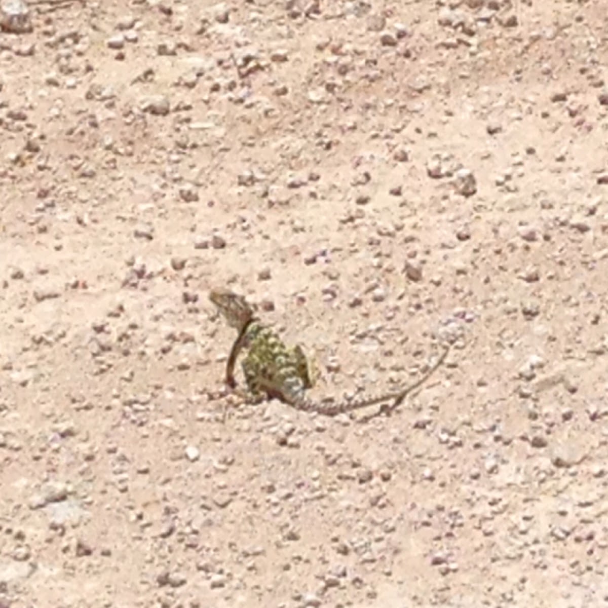 Common Collared Lizard, Eastern Collard Lizard