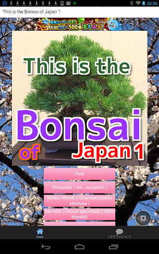 This is the Bonsai of Japan 1