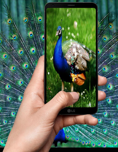 Peacock Wallpaper Live 4K - Sensor, Multi Touch