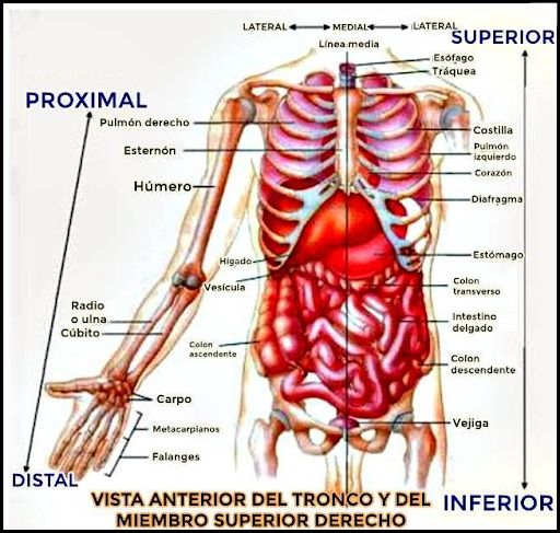 3D Human Anatomy. 👭Discover the Human Body