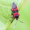 Large Milkweed Bug