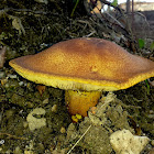 Bolete Mushroom