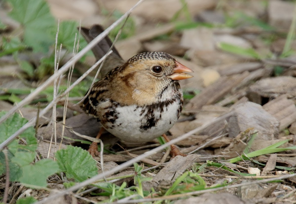 Harris's Sparrow