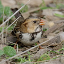 Harris's Sparrow