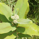 Common Milkweed