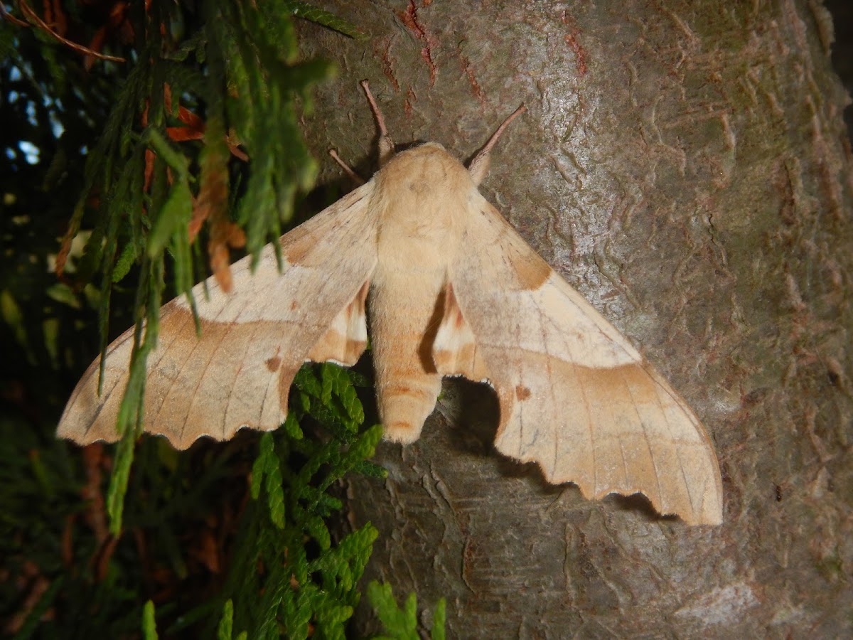 Oak hawk-moth