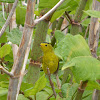 Wilson's Warbler