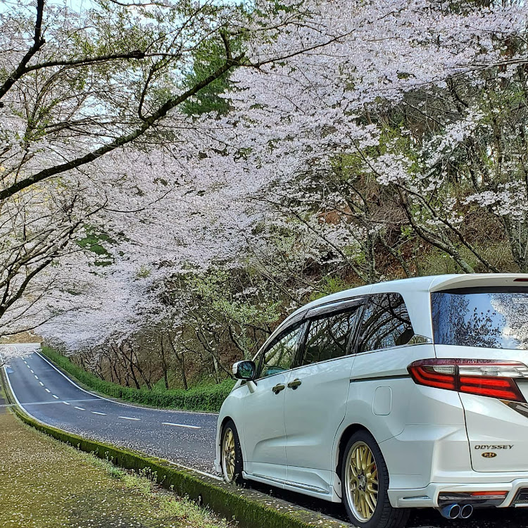 オデッセイのさくら🌸・オデッセイRC1・コロナウイルスに負けるな・オン会に関するカスタム事例の投稿画像1枚目