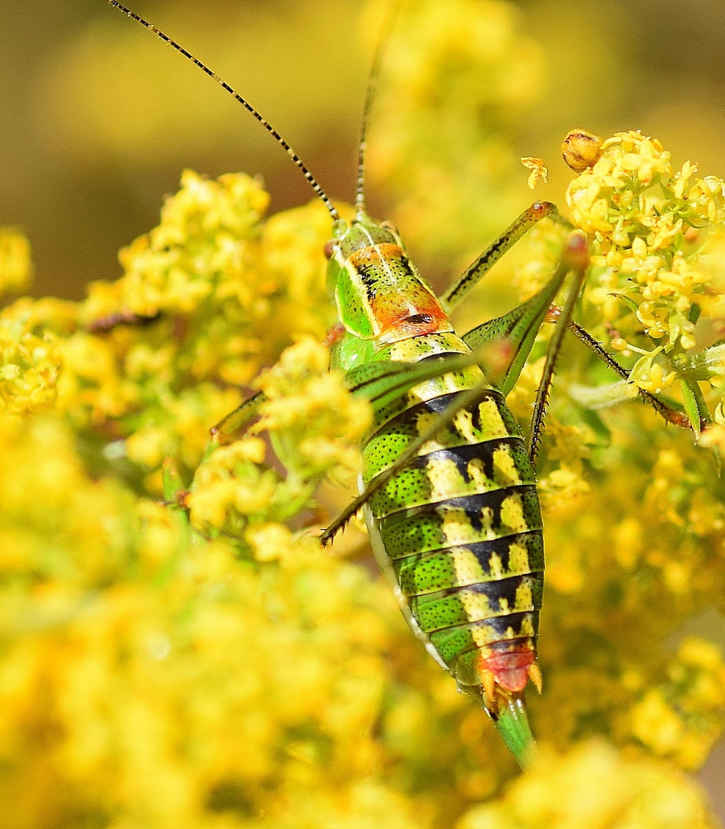 Ionian Bright Bush-cricket