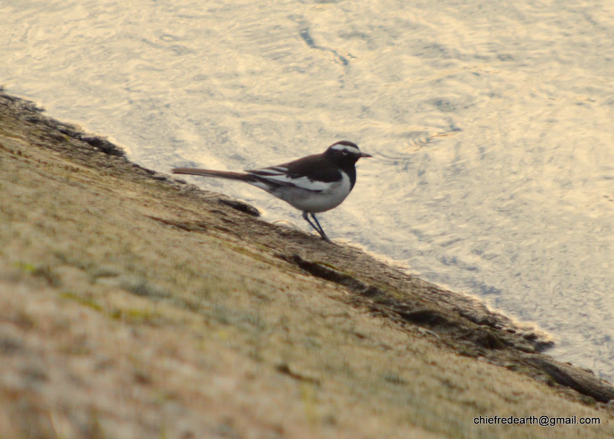 white-browed wagtail or large pied wagtail