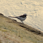 white-browed wagtail or large pied wagtail