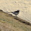 white-browed wagtail or large pied wagtail