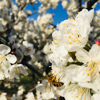 La forza della natura di 