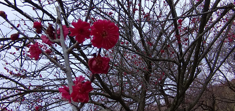 の投稿画像10枚目