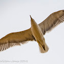 Lesser Black-backed Gull