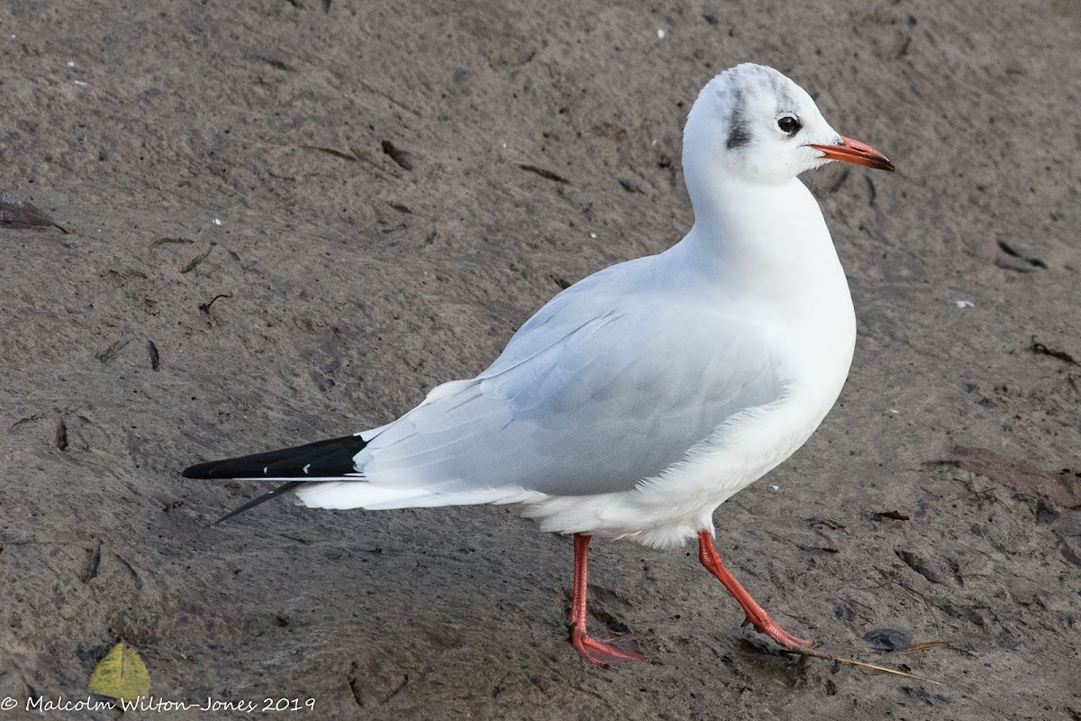 Black-headed Gull