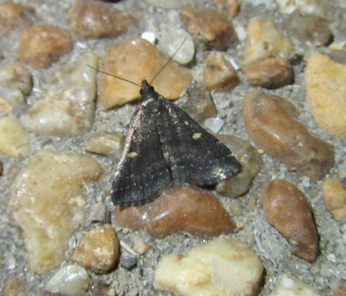 Smokey Tetanolita Moth