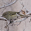 Chiffchaff; Mosquitero Común