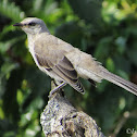 Tropical mockingbird