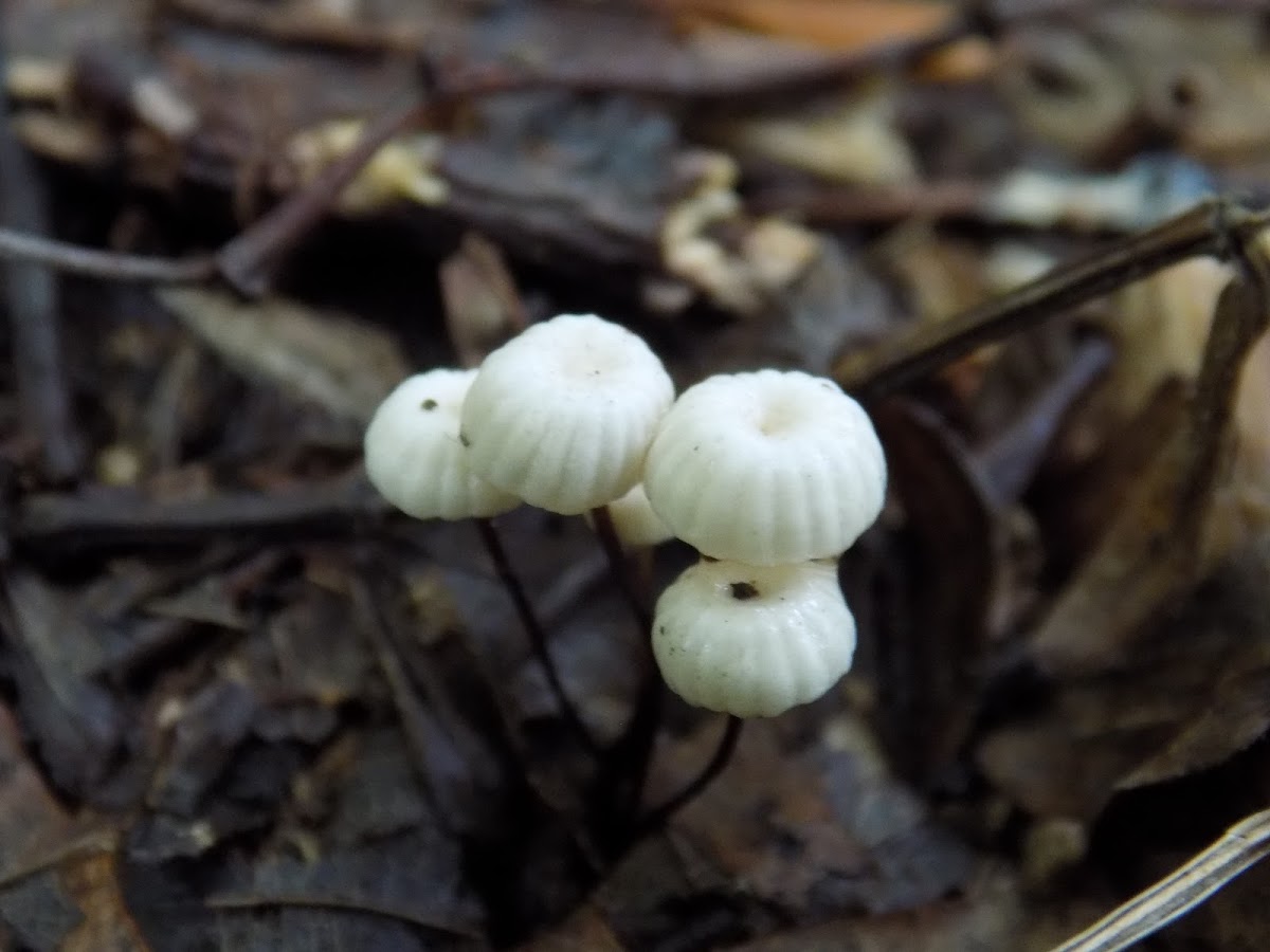 Pinwheel mushroom