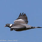 Woodpigeon; Paloma Torcaz