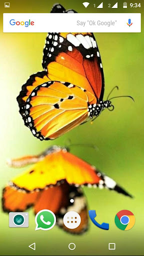 免費下載個人化APP|Butterfly Wallpapers HD app開箱文|APP開箱王