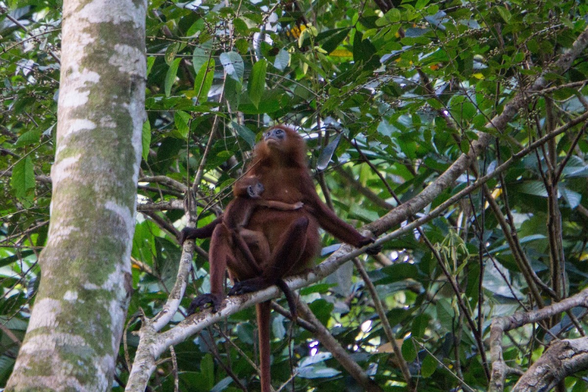 Maroon langur