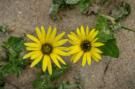 Arctotheca calendula