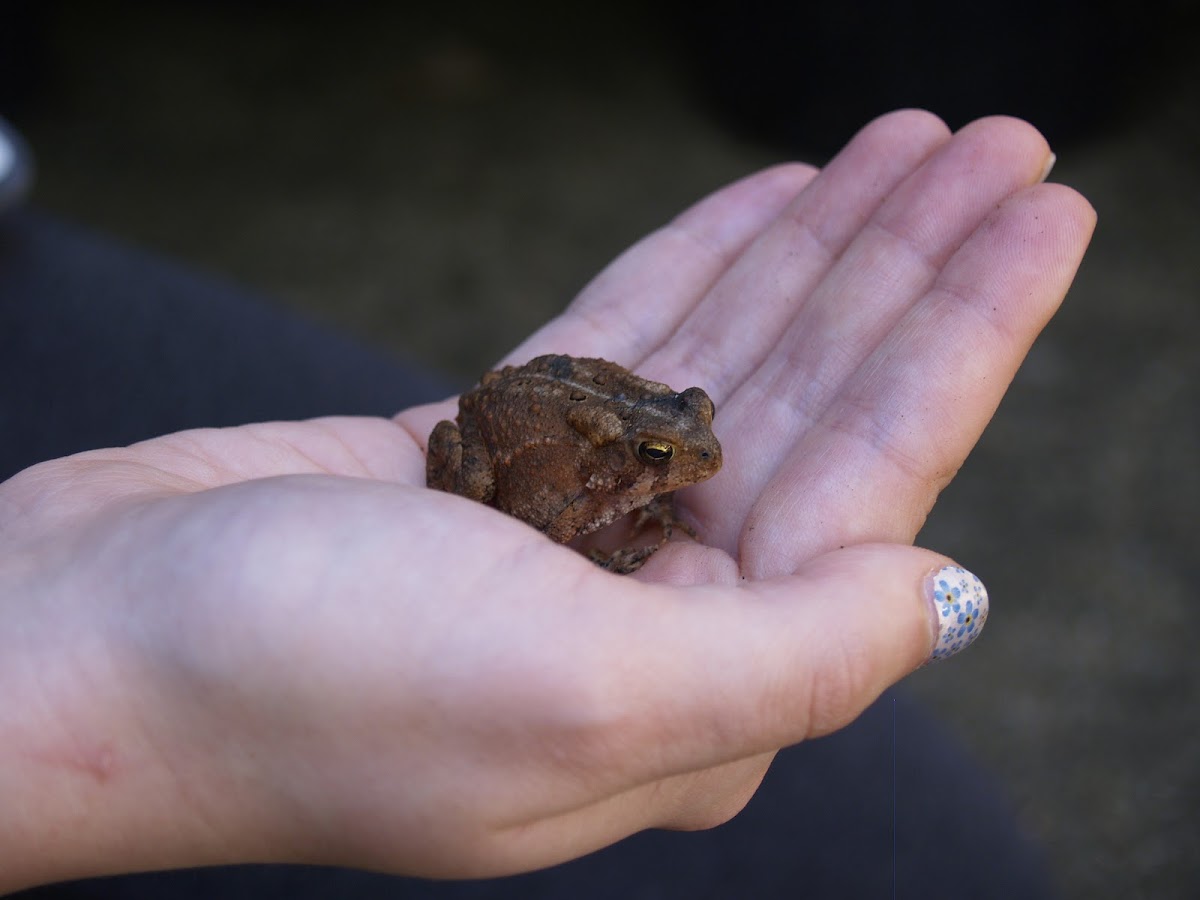 American Toad