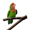 miniatures image - 1