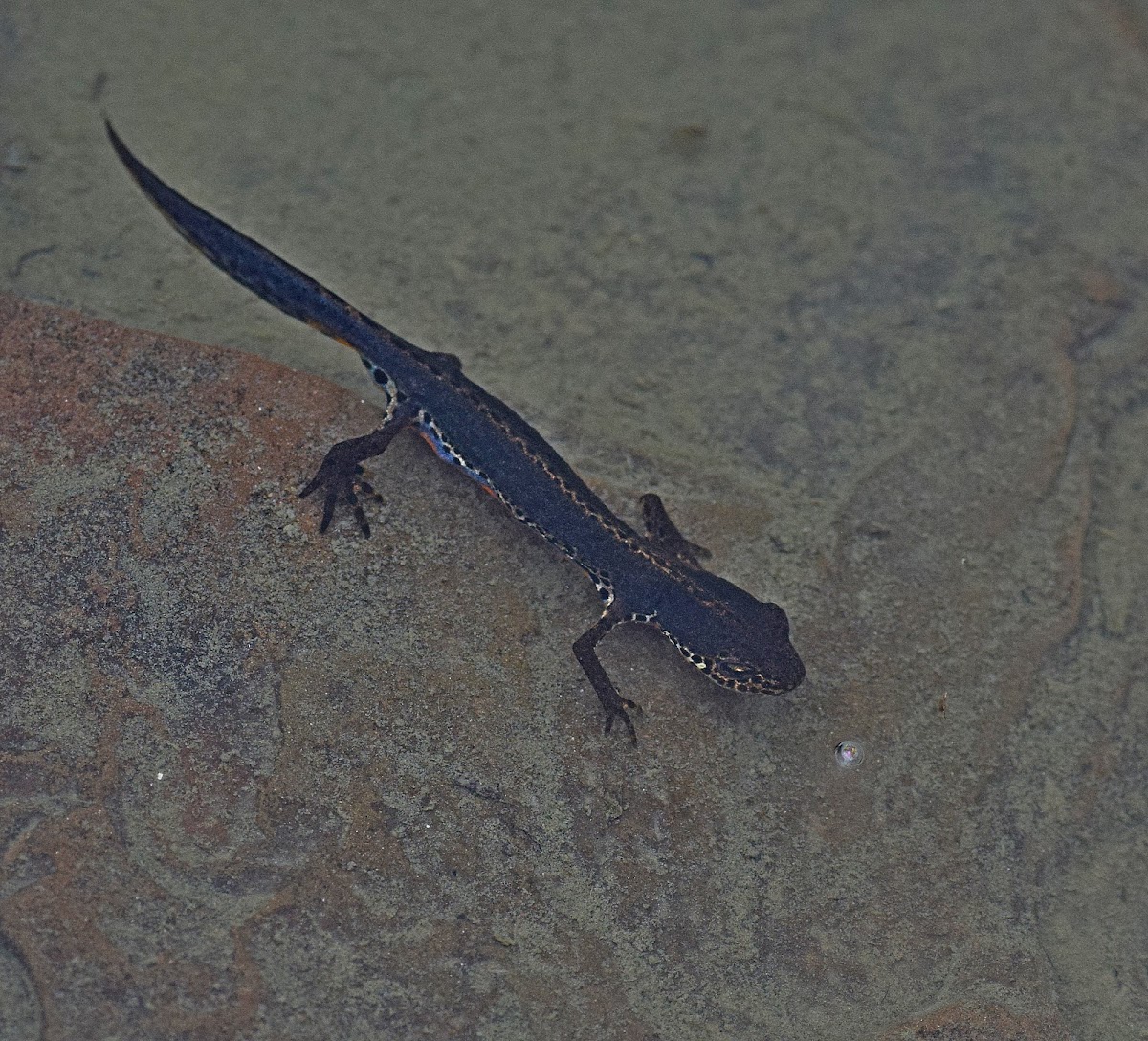 Alpine Newt