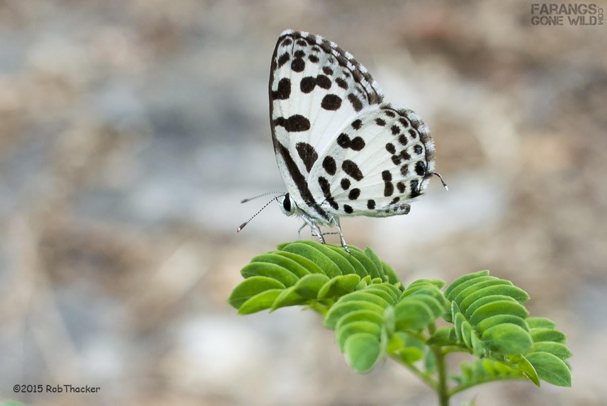 Common Pierrot