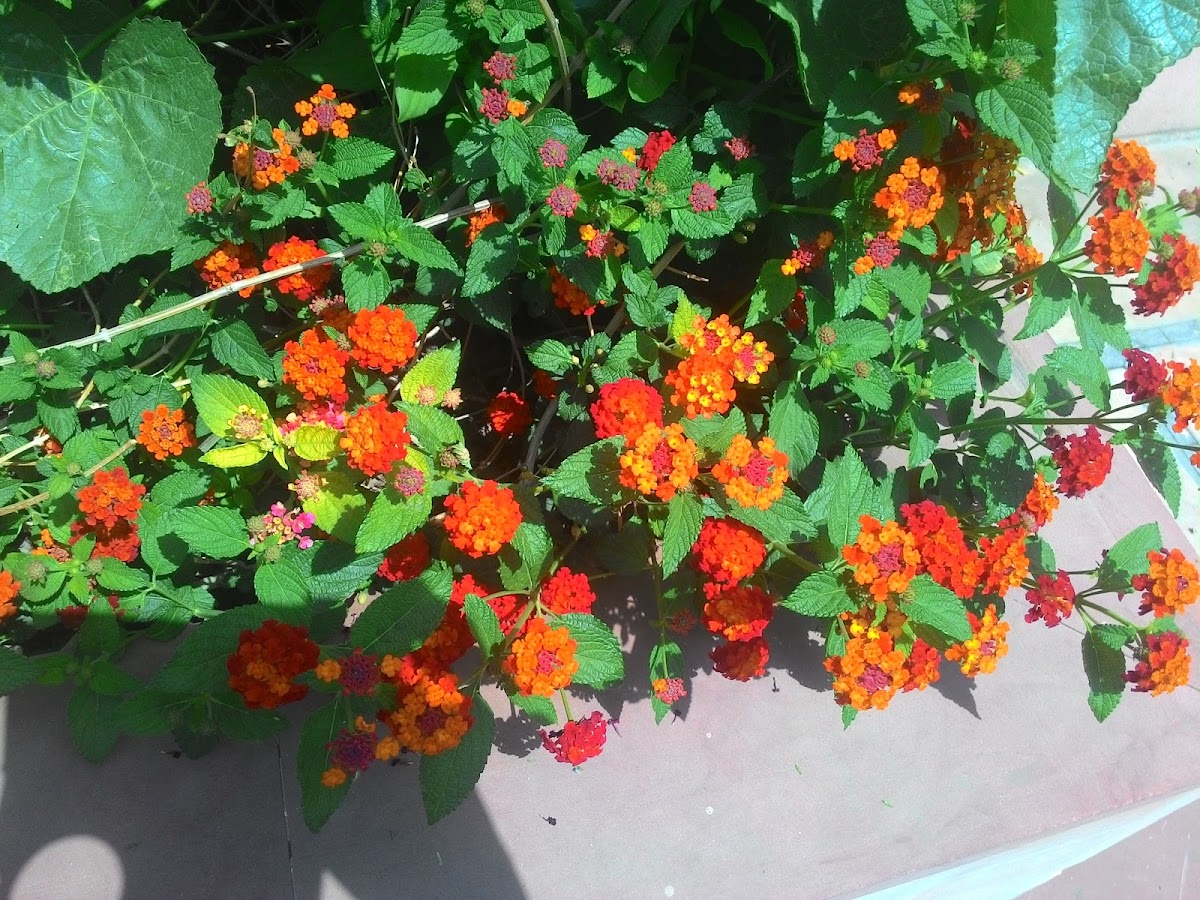 Lantana