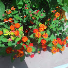 Lantana