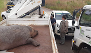 A hippo that escaped through a hole in a fence made by thieves at Rietvlei Nature Reserve was struck by a car at the weekend. 