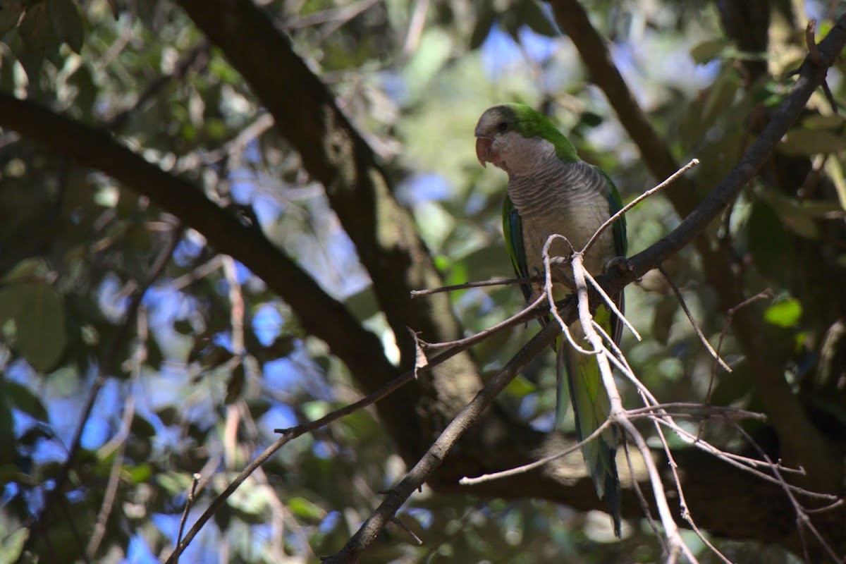 Monk Parakeet