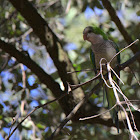 Monk Parakeet