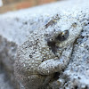 Cope's Gray Treefrog