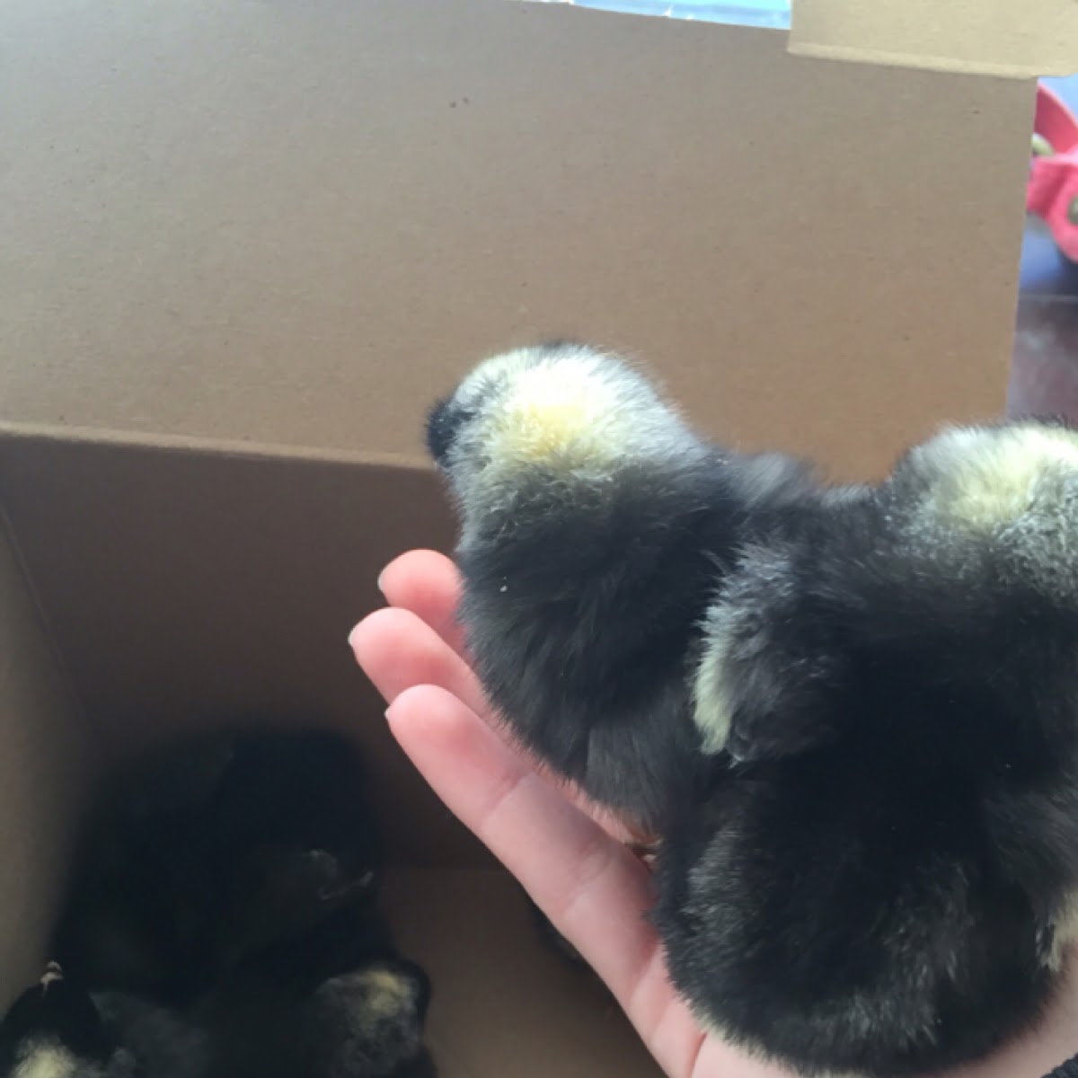 Barred Rock Chickens