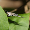 Cribellate Orb Weaver