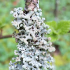 Powder-headed Tube Lichen