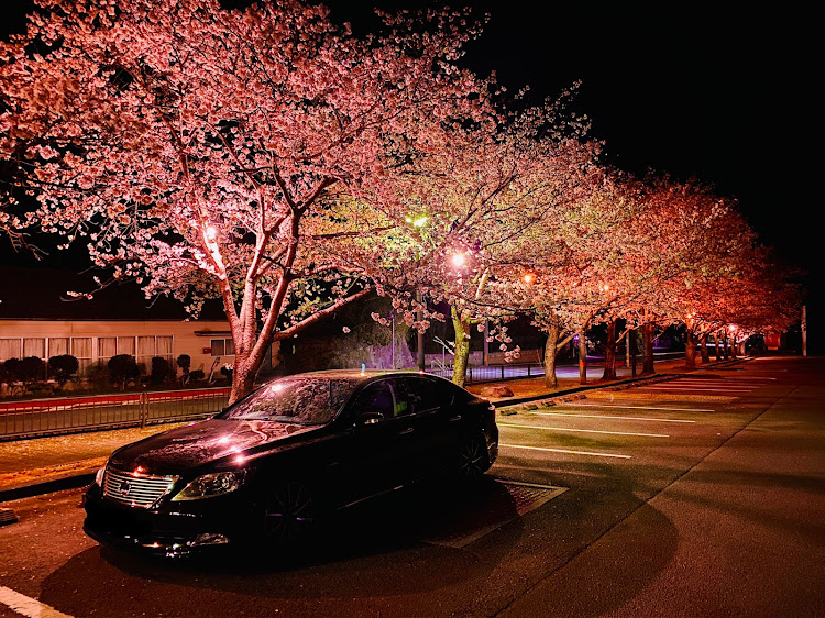 LSのLS460・大分・おおいた・桜とコラボに関するカスタム事例の投稿画像3枚目