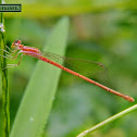 Pygmy wisp, female